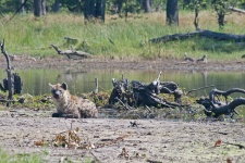 Spotted Hyena Lying Close To A Pool