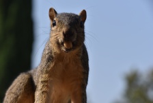 Portrait d'écureuil