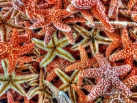 Sfondo di stelle marine