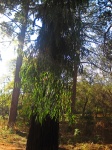 Raio de sol na árvore de eucalipto