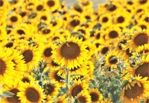 Sunflowers in Field 2