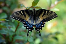 Butterfly vlaštovkou