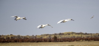 Cisnes aterragem