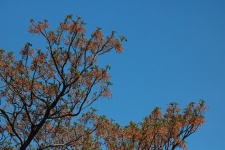 Syringa tree with clusters of seed