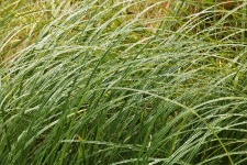 Tall grön gräs och dagg bakgrund