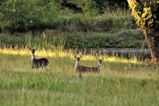 Three White-tail Deer in Tall Grass