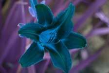 Tiger Lily In Blue