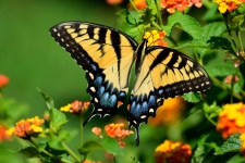Tigru Swallowtail Butterfly