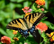 Tiger-Schwalbenschwanz-Schmetterling