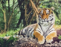 Tiger-Aquarell-Kunst