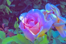 Áttetsző rózsaszínű rózsa