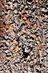 Tree Bark Abstract Background