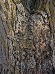 ツリー樹皮の質感