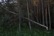 Arbore tăiat de un castor