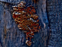 Tree Fungus Texture Background