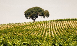 Дерево в винной стране