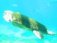 龟游泳