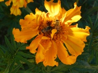 Deux abeilles sur une fleur jaune