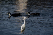 Two Ducks and an Egret