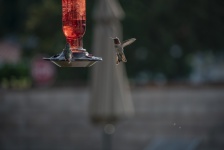 Två Hummingbirds One Flying