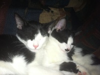 Twee Kittens