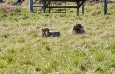 Two lambs in tall grass