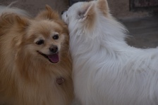 Två Pomeranian Dogs