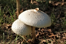 Dois cogumelos brancos Amanita