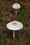 Two White Mushrooms