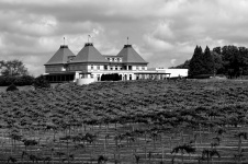 История виноградника и виноделия