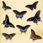Coleção de borboleta vintage