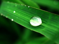 Капля воды на листе