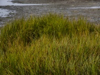 Feuchtgebiete Ufer Gras