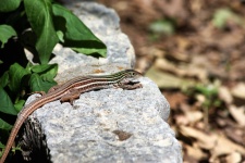 Whip-tail Lizard On Rock