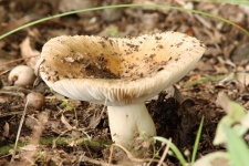 Белый гриб Amanita