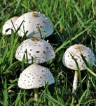 Weiße Amanita Pilze im Gras