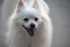 Perro blanco de Pomerania