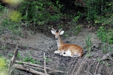 White-tail Buck Resting In Woods