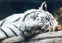 Tigru alb