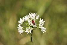 Bílý divoký květ a červený brouk
