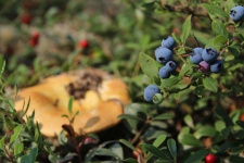 Wild Blueberry Bush