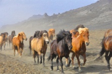 Pittura a olio di cavalli selvaggi