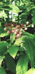 Wild Plant Berries