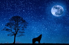 Vlk řítí měsíční silueta