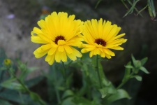 Marguerite jaune