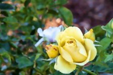 Sárga Rózsa Bud