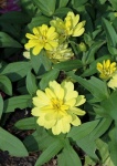 Żółte Zinnia Kwiaty