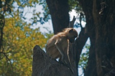 Young baboon sitting on ant hill