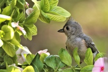 Young Tufted Titmouse Close-up