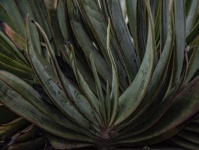 Planta de Agave de Yucca